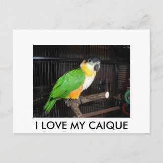 I LOVE MY CAIQUE POSTCARD