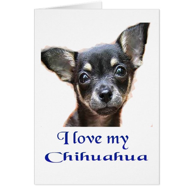 I  love My Chihuahua (Front)