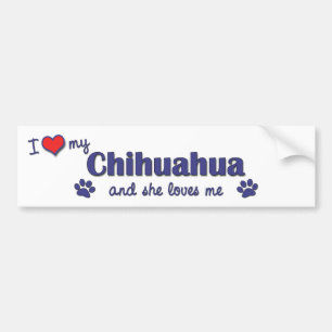 I Love My Chihuahua (Female Dog) Bumper Sticker