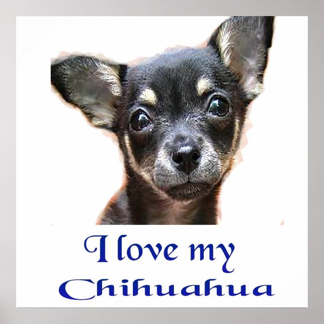 I  love My Chihuahua Poster (Front)
