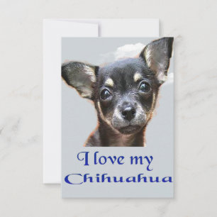 I love my chihuahua thank you card