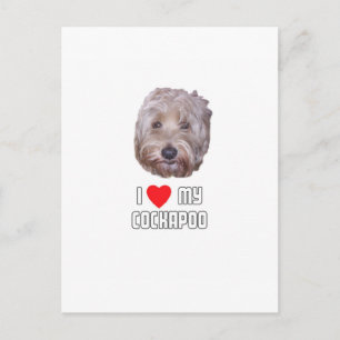 I Love my Cockapoo Postcard