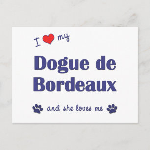 I Love My Dogue de Bordeaux (Female Dog) Postcard