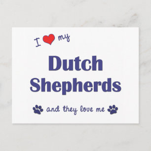 I Love My Dutch Shepherds (Multiple Dogs) Postcard