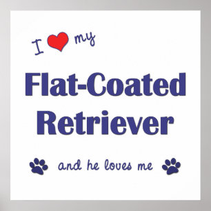 I Love My Flat-Coated Retriever (Male Dog) Poster