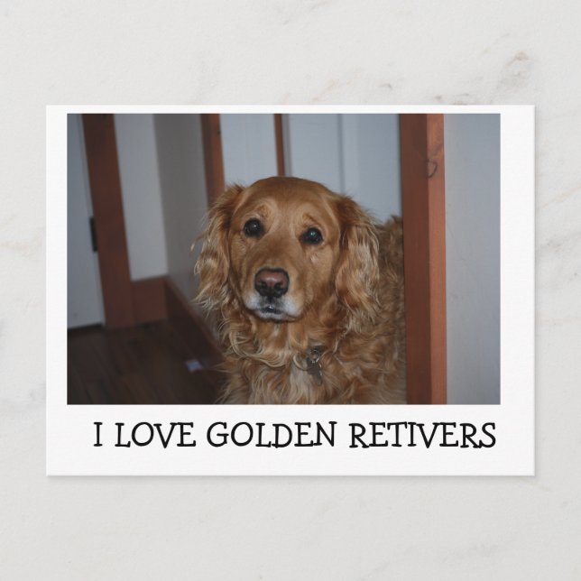 I love my golden retiver postcard (Front)