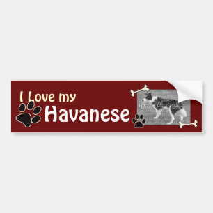I love my Havanese Bumper Sticker