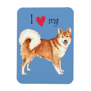 I Love my Icelandic Sheepdog Magnet