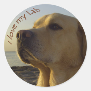 I love my Lab Classic Round Sticker