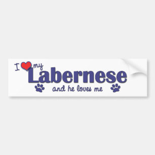 I Love My Labernese (Male Dog) Bumper Sticker
