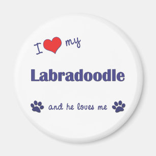 I Love My Labradoodle (Male Dog) Magnet