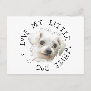 I Love My Little White Dog - Maltese Postcard