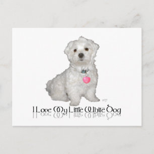 I Love My Little White Dog - Maltese ! Postcard
