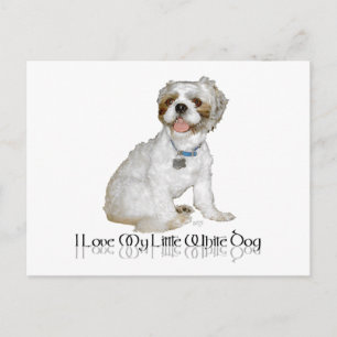 I Love My Little White Dog - Shih Tzu Postcard