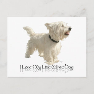 I Love My Little White Dog - Westie Postcard