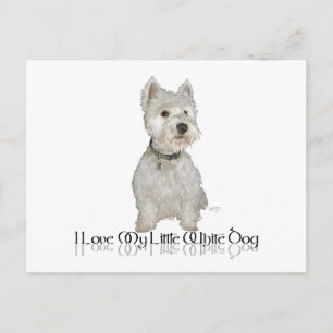 I Love My Little White Dog - Westie Postcard