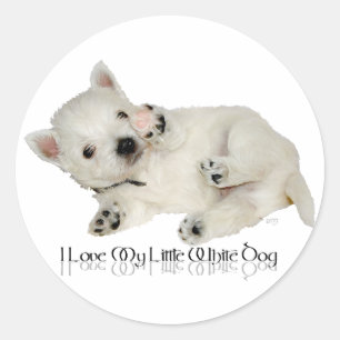 I Love My LIttle White Dog - Westie Puppy Classic Round Sticker