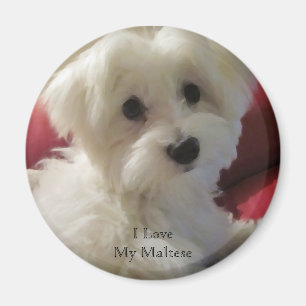 I Love My Maltese Magnet