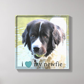 I love my Newfie Newfoundland Black Border Canvas Print