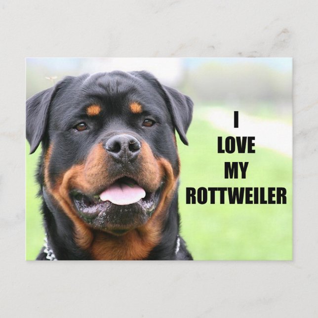 I Love my Rottweiler Postcard (Front)