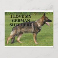 I love my sable german shepherd