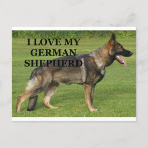 I love my sable german shepherd postcard