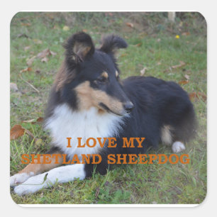 I Love My Shetland Sheepdog Black Tri Square Sticker