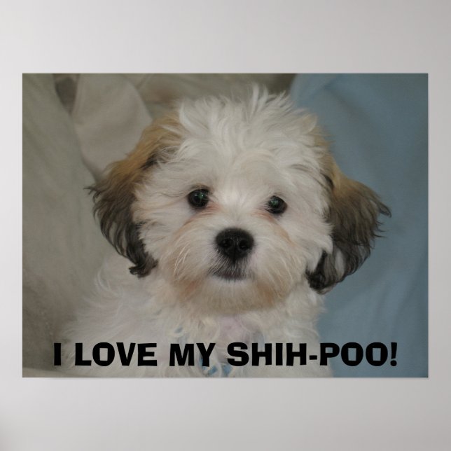 I LOVE MY SHIH-POO! POSTER (Front)