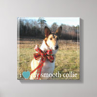 I love my Smooth Collie with Geometric border