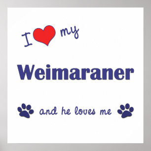 I Love My Weimaraner (Male Dog) Poster