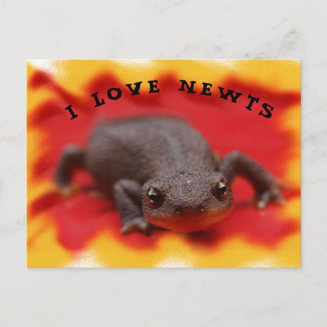 I Love Newts Postcard (Front)