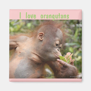 I Love Orangutans Magnet