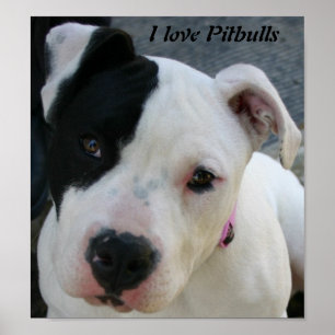 I Love Pitbulls Poster