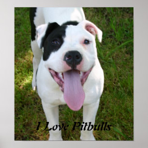 I Love Pitbulls Poster