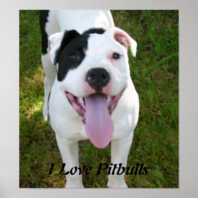 I Love Pitbulls Poster (Front)