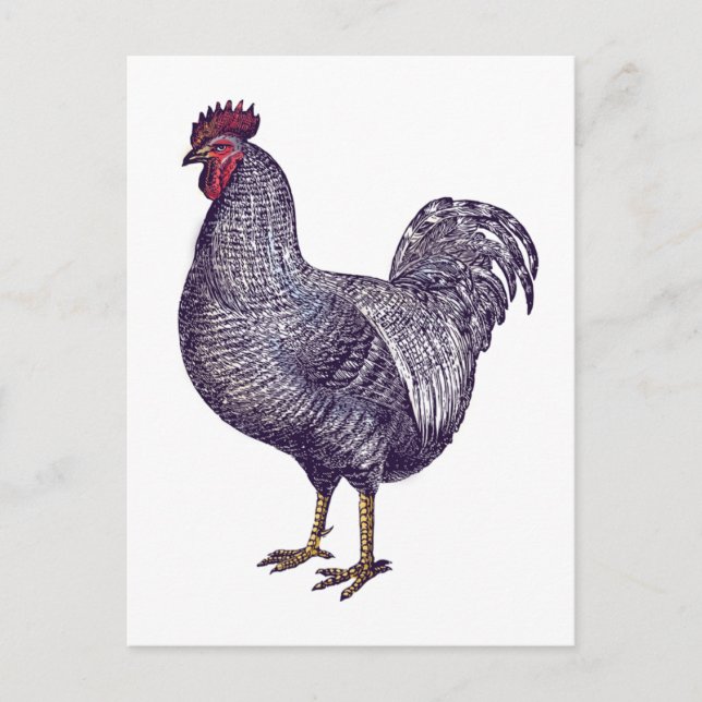 I Love Plymouth Rock Chickens - Vintage Rooster Postcard (Front)
