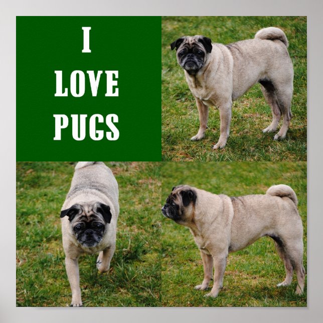 I Love Pugs Poster (Front)