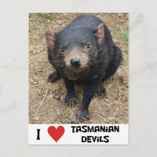 I love Tasmanian devils Postcard