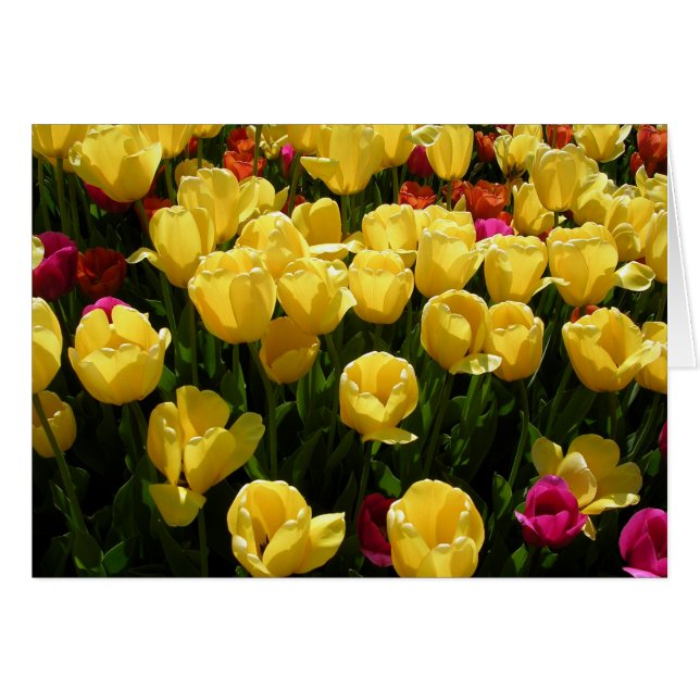 I Love Tulips! (Front Horizontal)