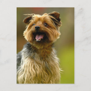 I love Yorkies! Postcard