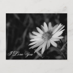 I Love You Postcard
