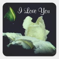 I Love You White Rosebud Flower