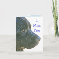 "I Miss You" Beautiful,Sad-looking Newfie Dog