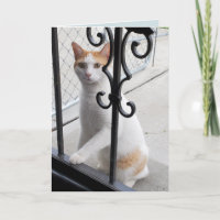 I Miss You Cat