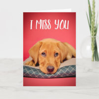 I Miss You Cute Labrador Puppy Dog With Sad Eyes