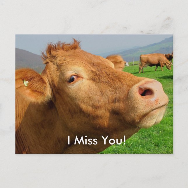 "I Miss You" Funny Cow postcard (Front)
