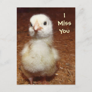 I miss you! Sad Baby Chick Postcard