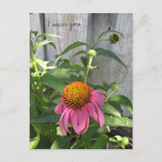 I miss you so much postcard (Front)