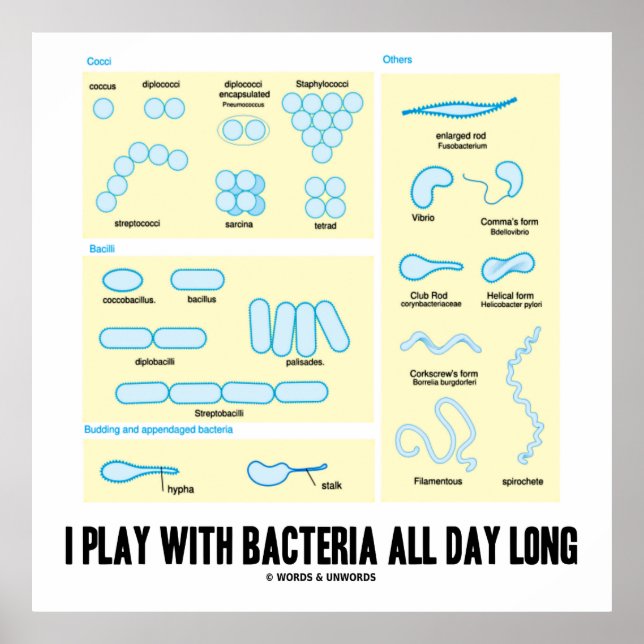 I Play With Bacteria All Day Long (Morphology) Poster (Front)