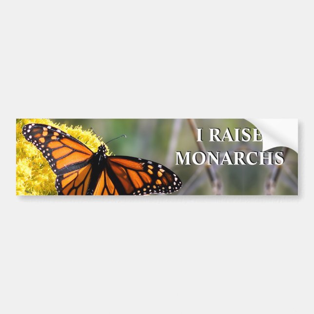 I Raise Monarchs Bumper Sticker (Front)
